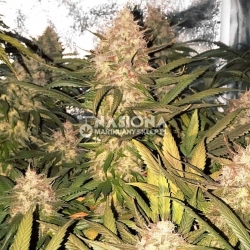 Strawberry Cough Feminizowane