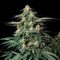 Amnesia Haze F1 Auto