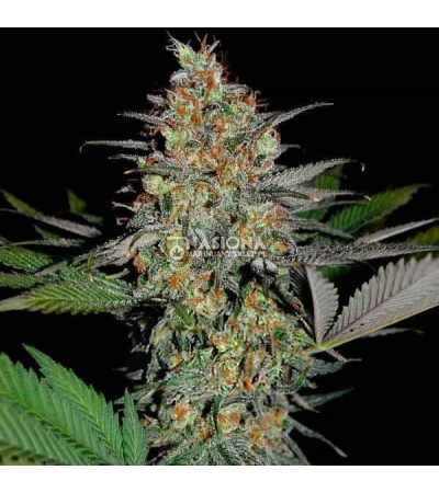 White Widow x AK47 Fast Version