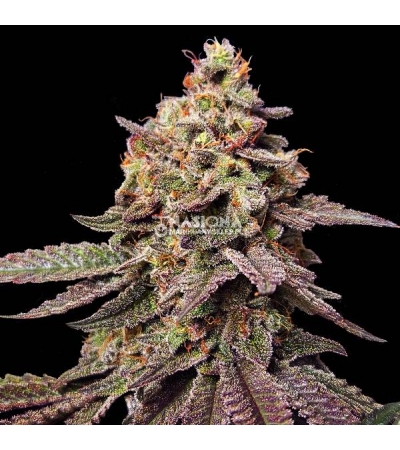 Watermelon F1